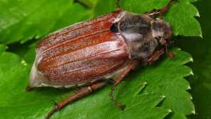 Júna film beetle